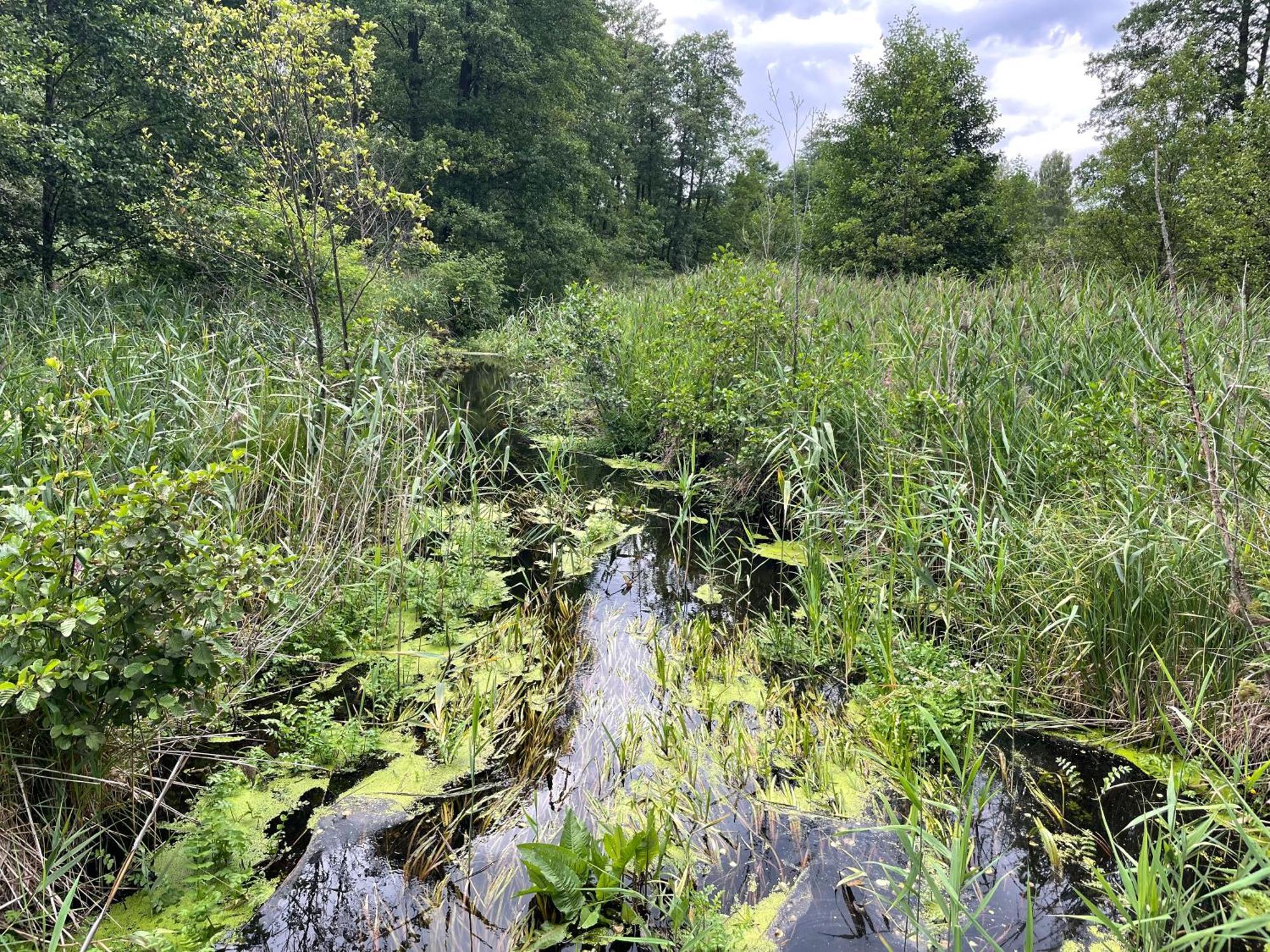 Zurawi Staw- Siedlisko Obok Augustowa * Augustów